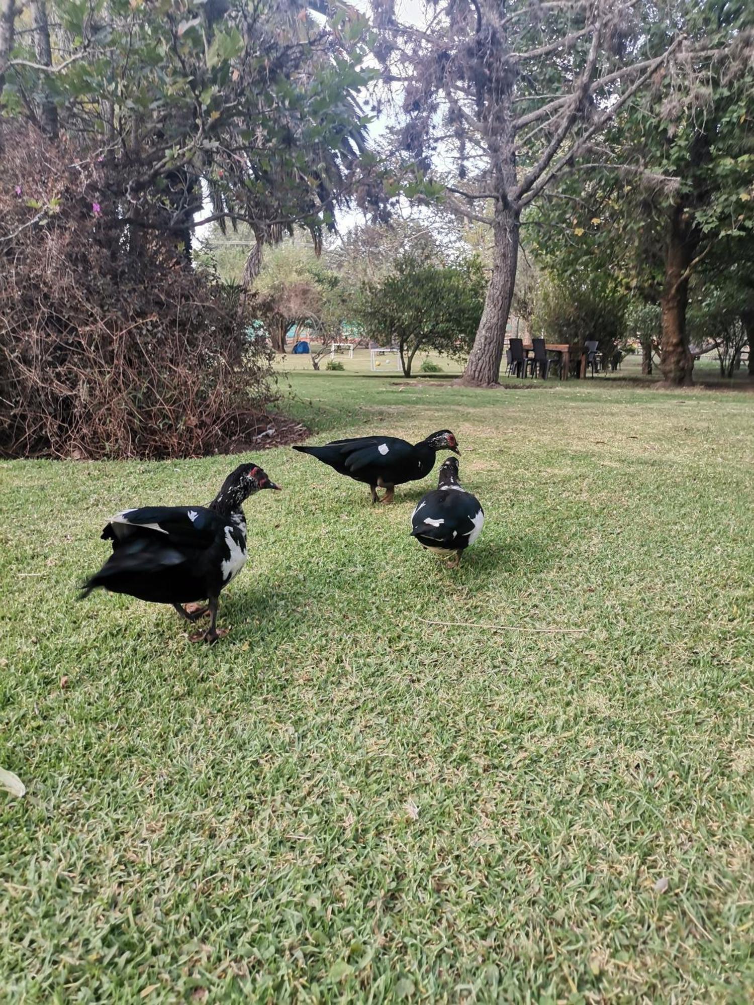 La Granja De Papa Alberto Puembo Ngoại thất bức ảnh